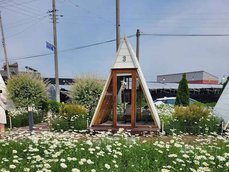 샤스타데이지 꽃밭 속에 자리 잡은 아늑한 오두막