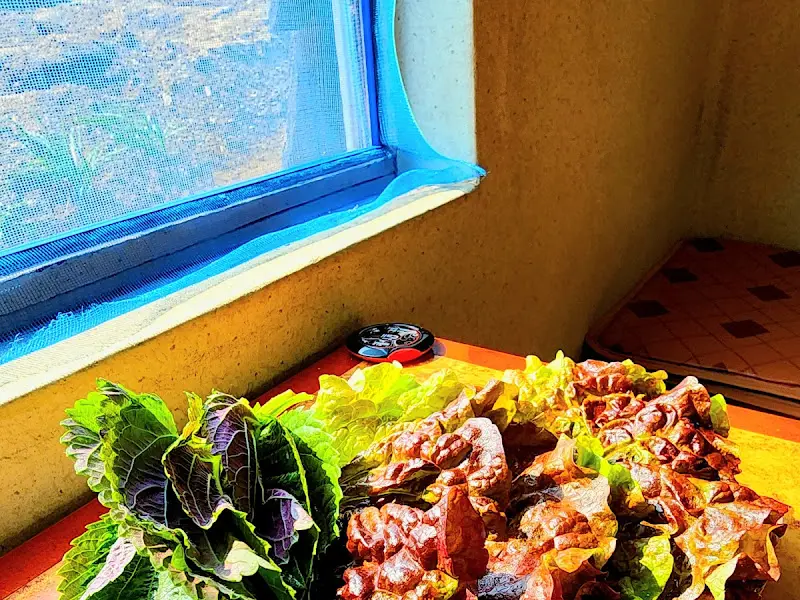 싱싱한 쌈 채소