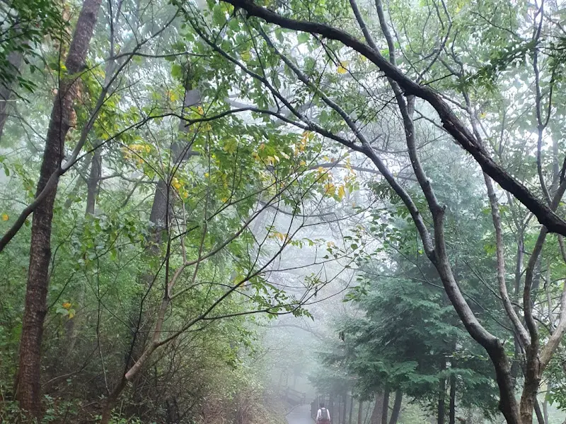 울창한 숲으로 뒤덮인 억불산