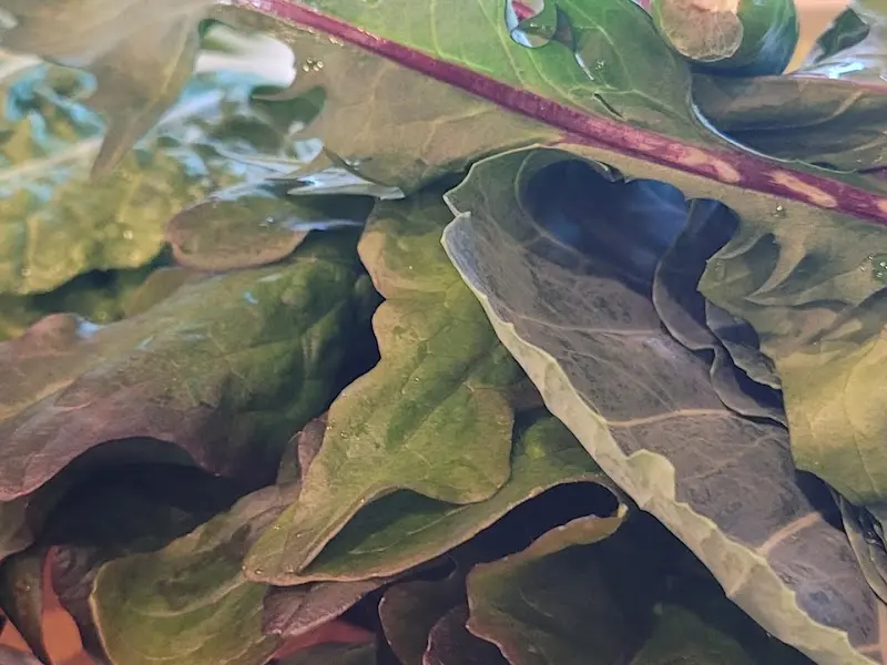 신선한 쌈 채소