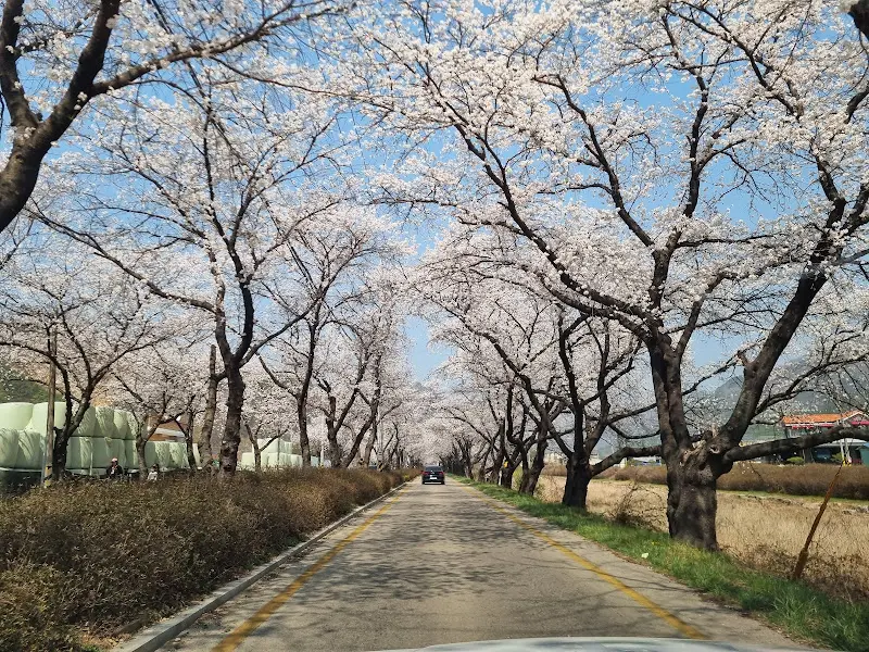 벚꽃이 만개한 길