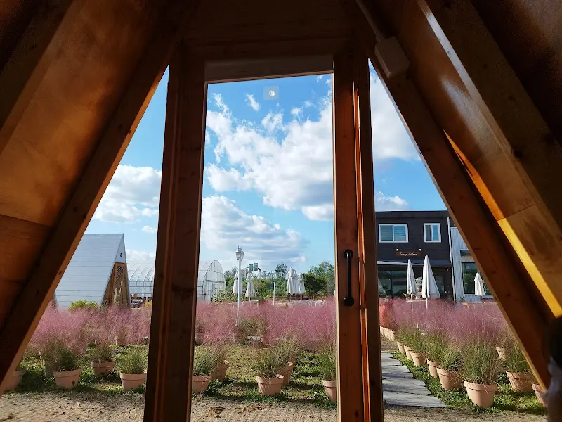 오두막 안에서 바라본 핑크뮬리 풍경