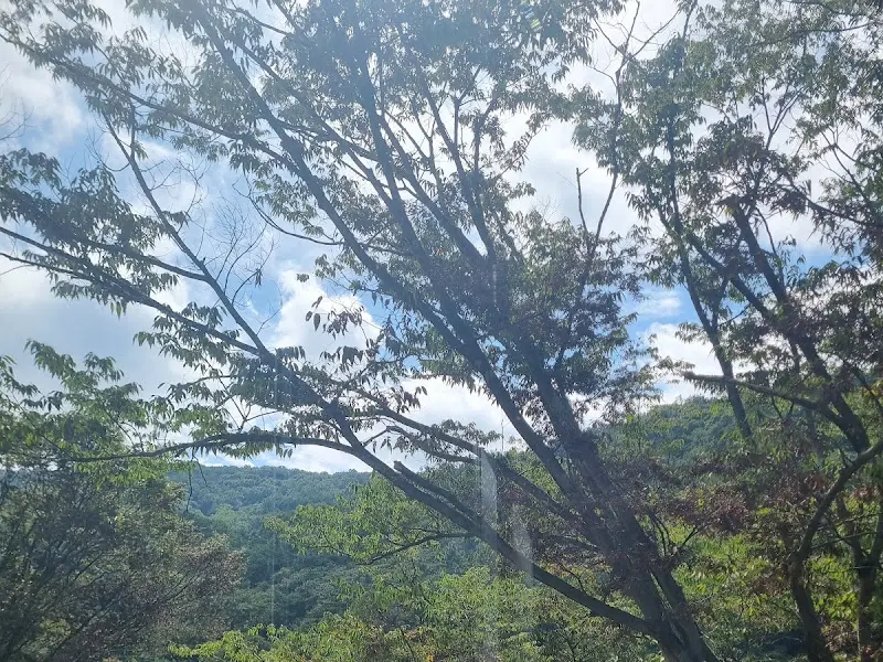 카페 주변 나무들