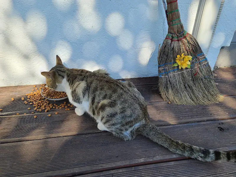 카페 마스코트 고양이