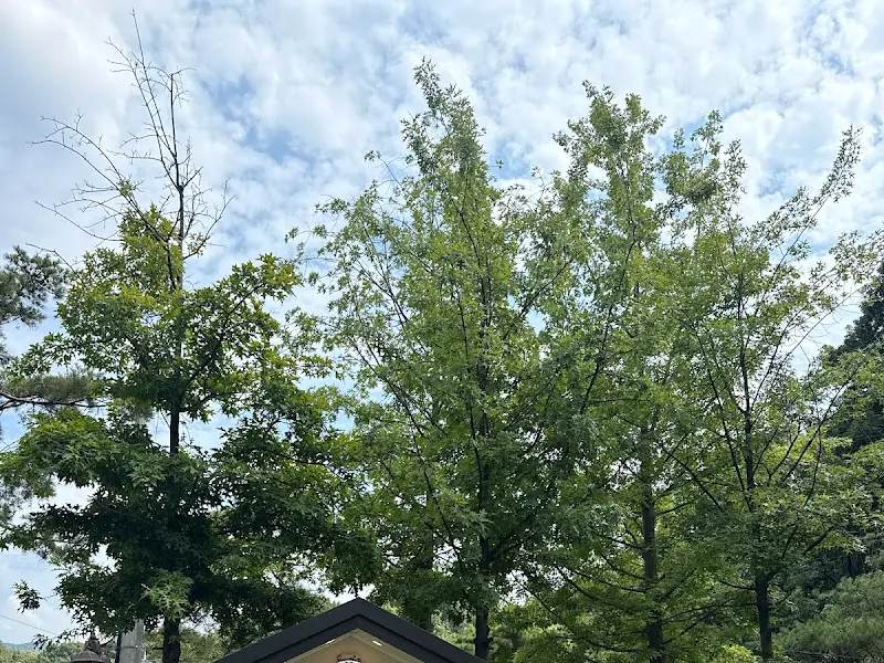 푸른 하늘 아래 우거진 나무들