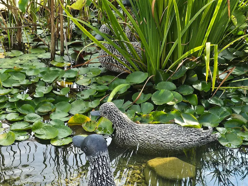 연못 속 오리 조형물