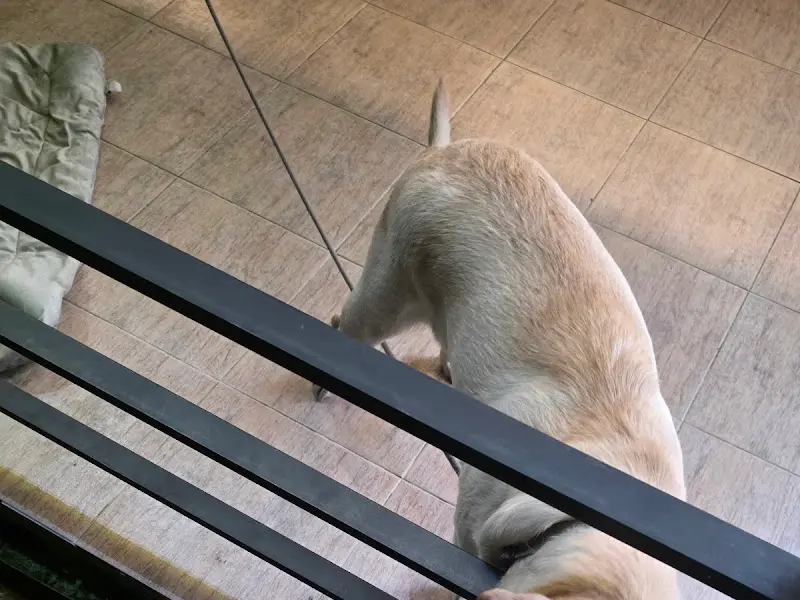 귀여운 강아지 소원이