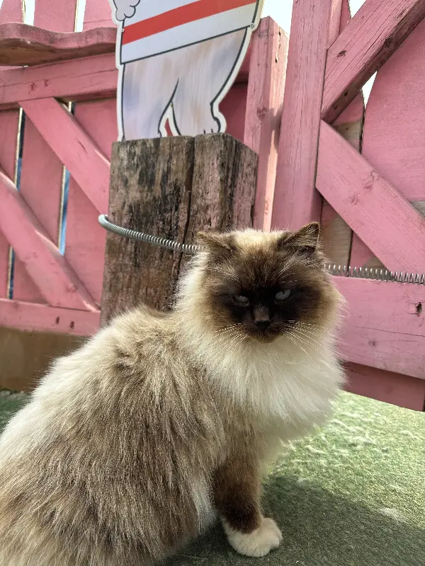 고양이 주의사항 안내