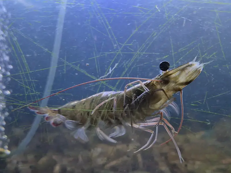 수조 속 새우