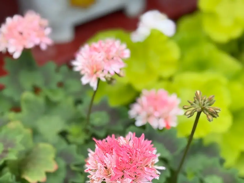 정원에 활짝 핀 튤립