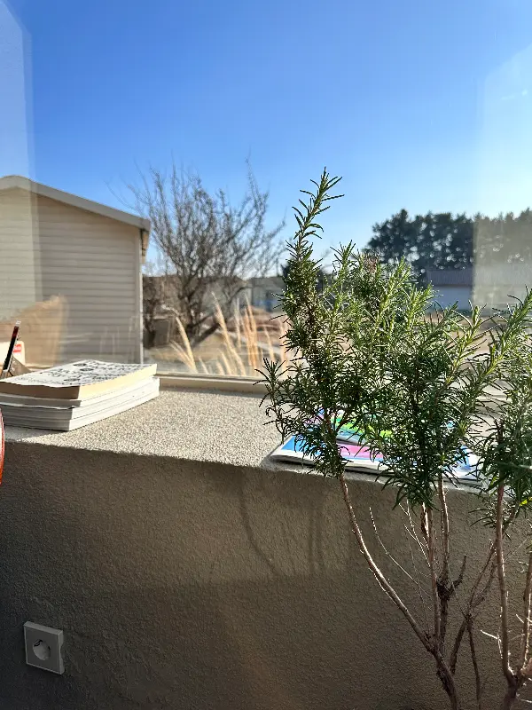 창가에 놓인 화분