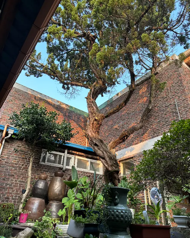 청아한정식의 아름다운 정원