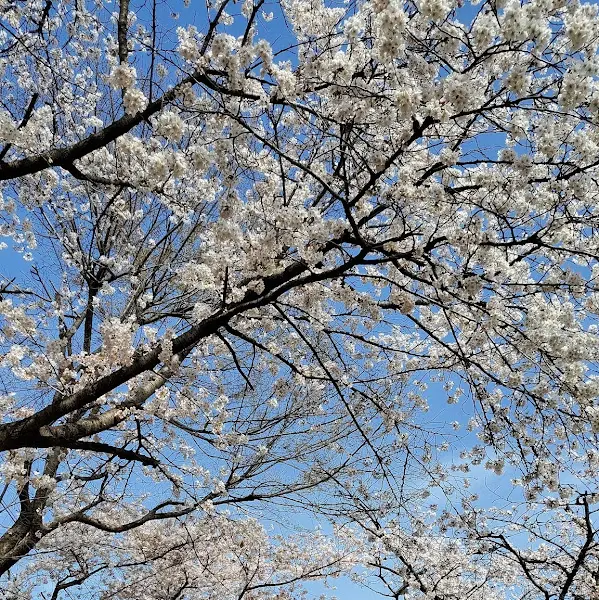 화창한 날씨의 푸른 하늘과 벚꽃