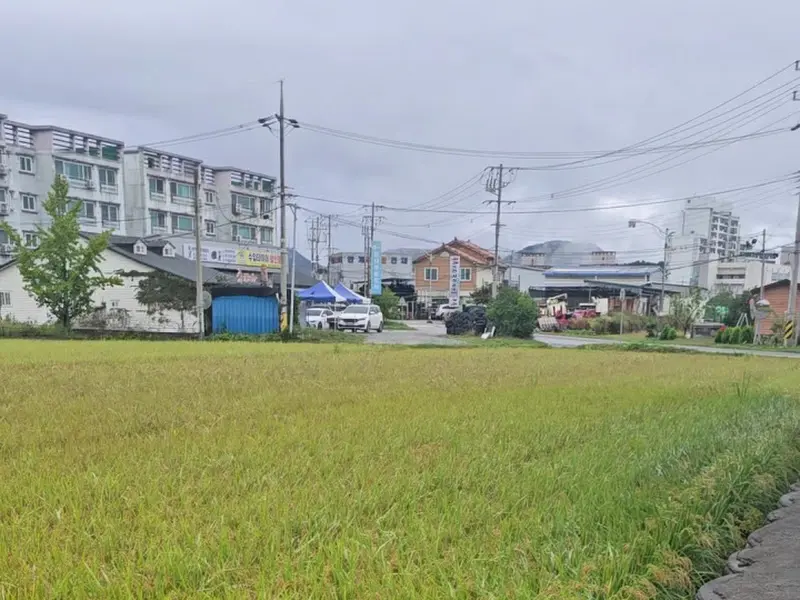 카페 주변의 논 풍경