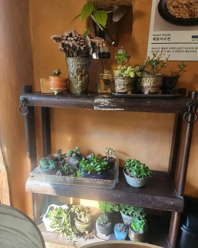 다육이 화분으로 장식된 실내