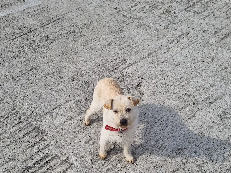 순한 인상의 강아지가 손님을 맞이하는 모습