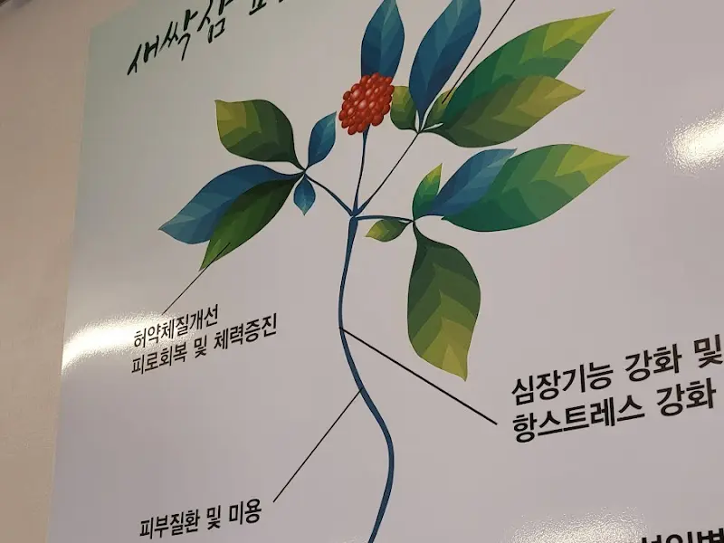 새싹삼 효능