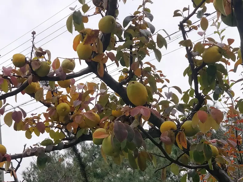 탐스럽게 열린 과실