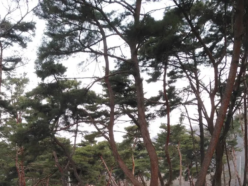 울창한 소나무 숲