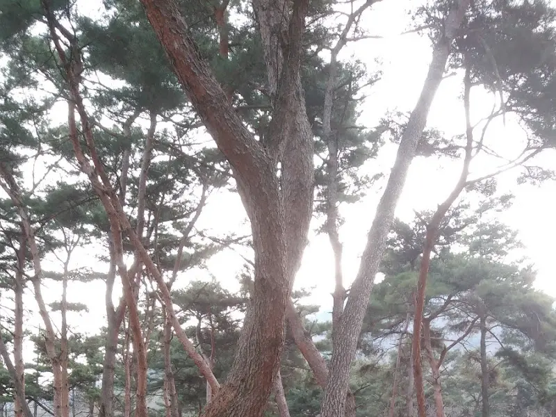 소나무 숲의 햇살