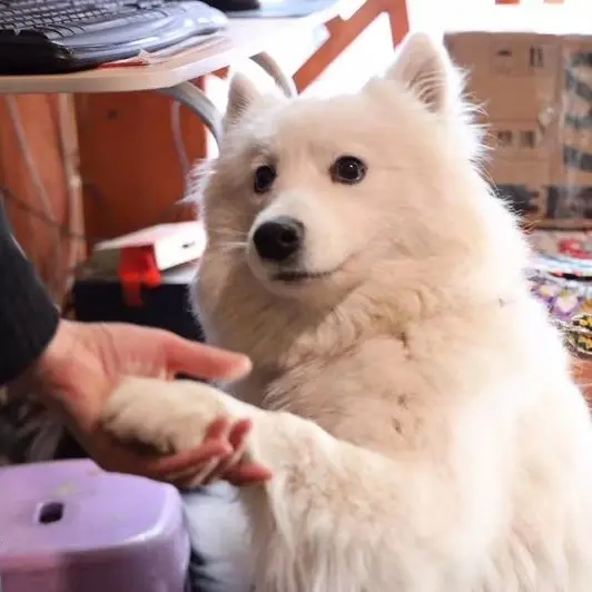 귀여운 강아지 사진