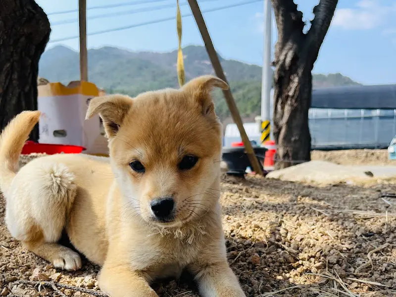 일황옥 설렁탕 앞 강아지