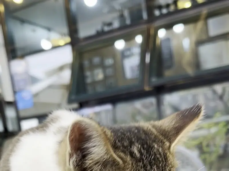 테이블 옆에서 잠자고 있는 고양이