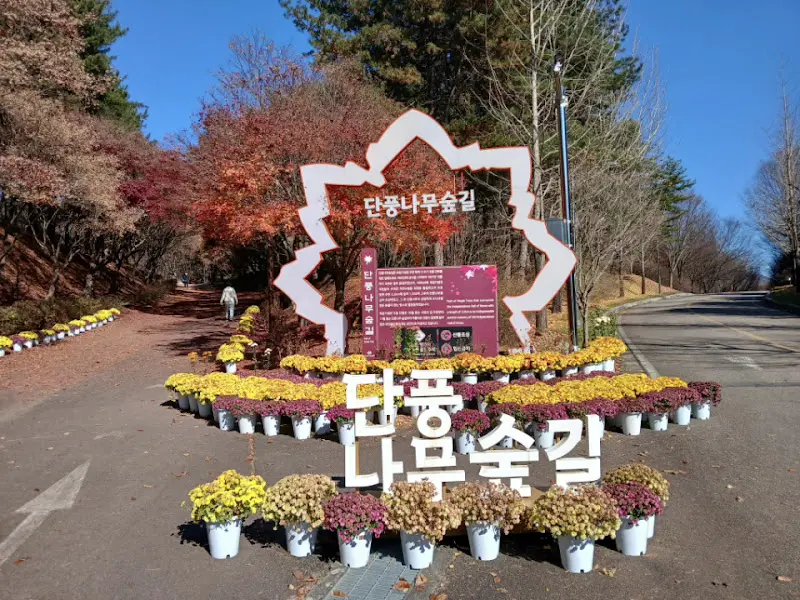 독립기념관 단풍나무 숲길