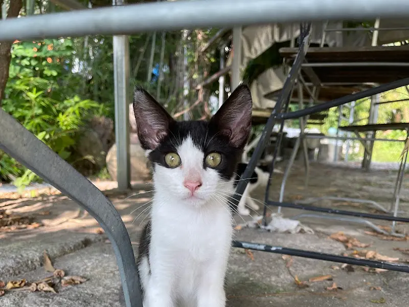 G340 카페의 고양이