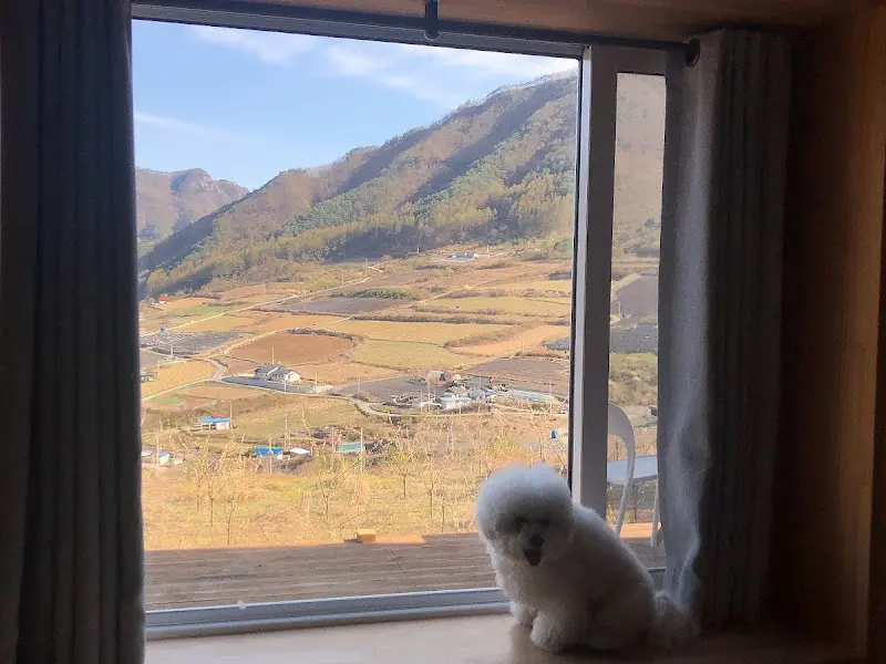 창밖 풍경과 강아지