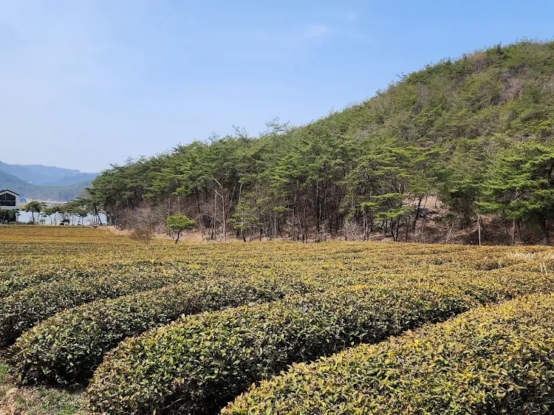 고창 연다원 녹차밭