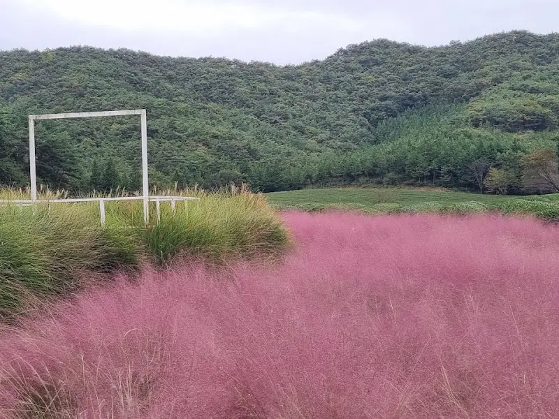 고창 연다원 핑크뮬리밭