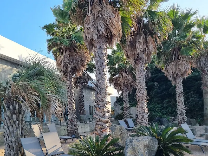 카페 외부 야자수 풍경