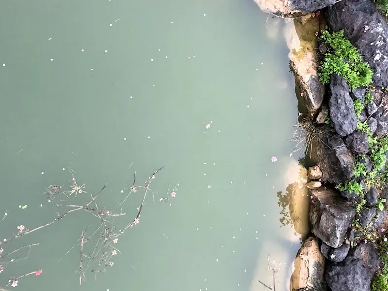 카페 주변의 연못 풍경