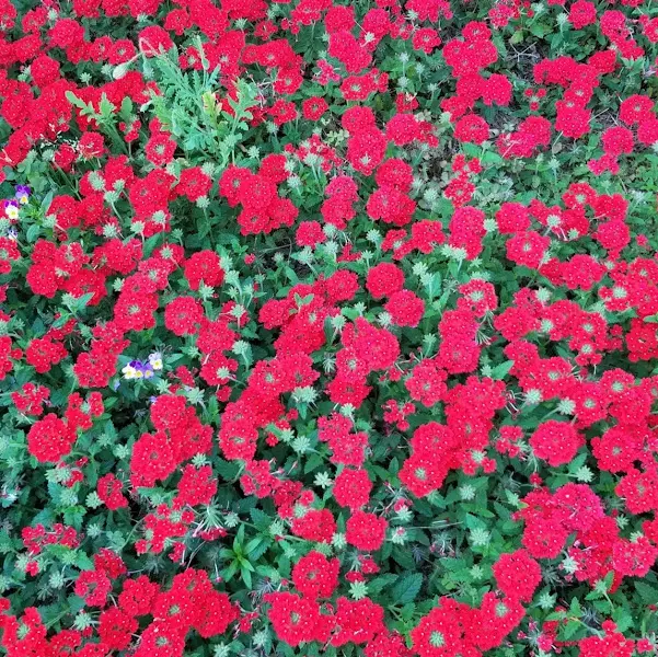 정원에 핀 붉은 꽃