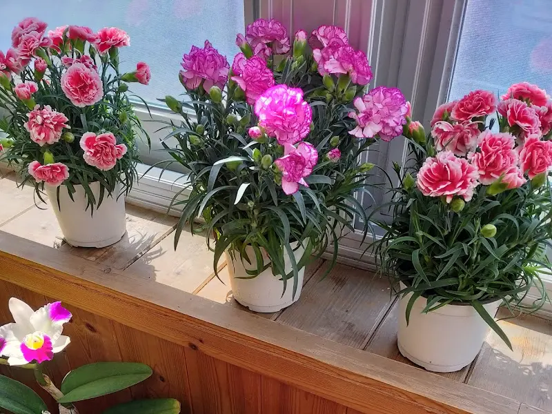 싱그러운 꽃들이 놓여진 창가 좌석