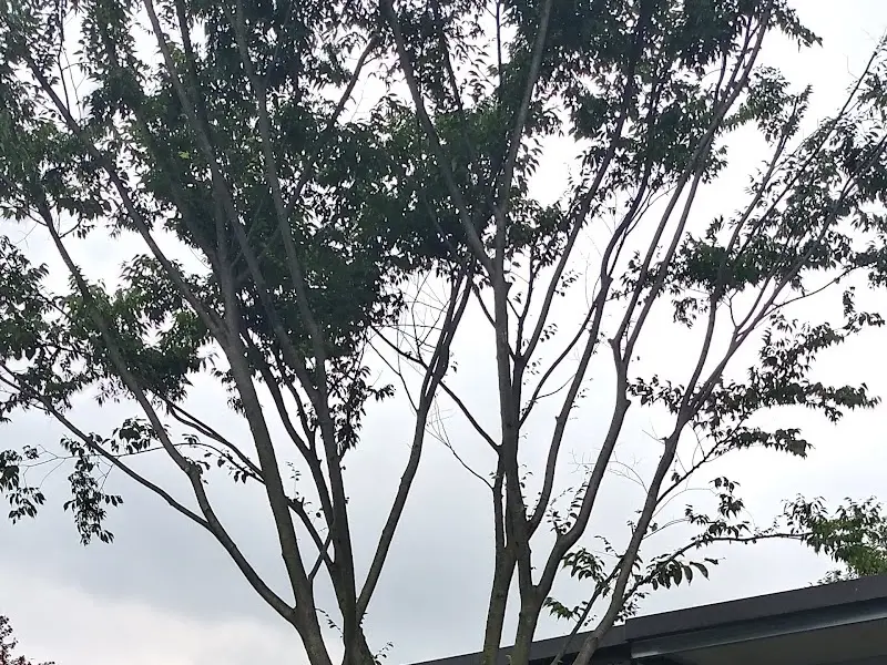 세컨빌 외부 나무