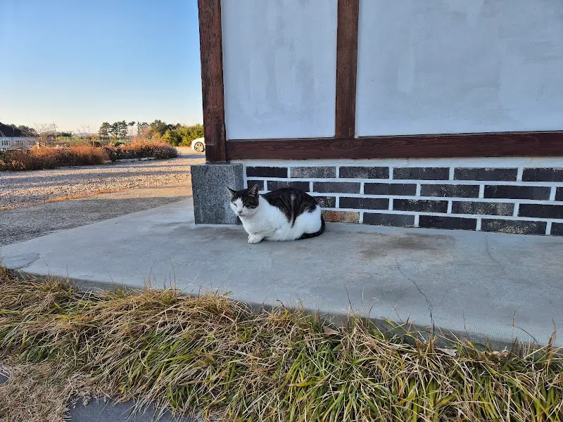 카페 앞에서 쉬고 있는 고양이