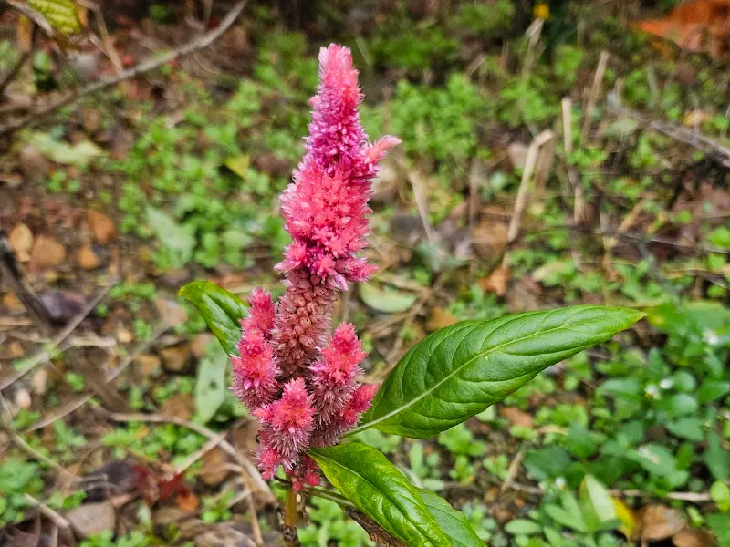 효산재에 피어난 붉은 꽃