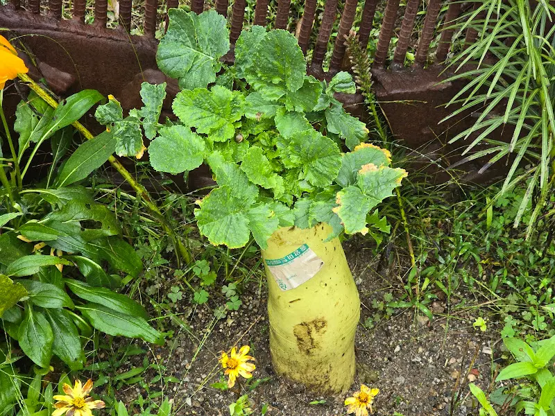 카페 정원의 화분