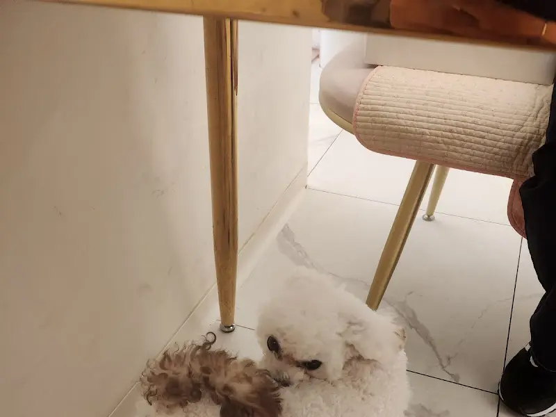 테이블 아래 얌전히 앉아있는 강아지들