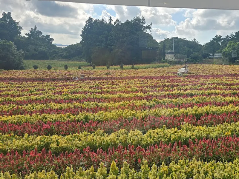 붉은색과 노란색 촛불맨드라미가 심어진 넓은 꽃밭