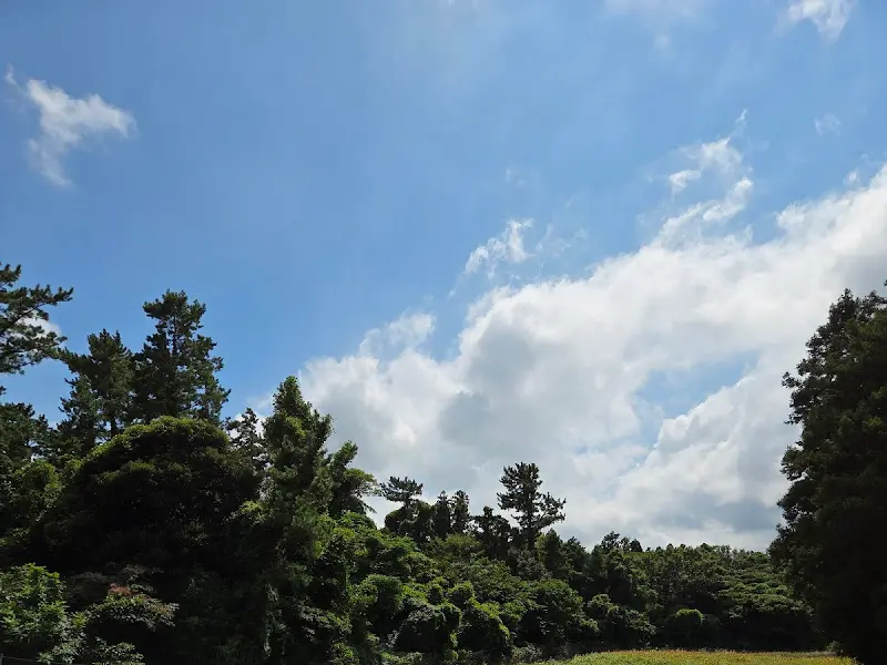 숲과 하늘이 어우러진 풍경