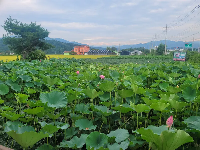 연잎밭