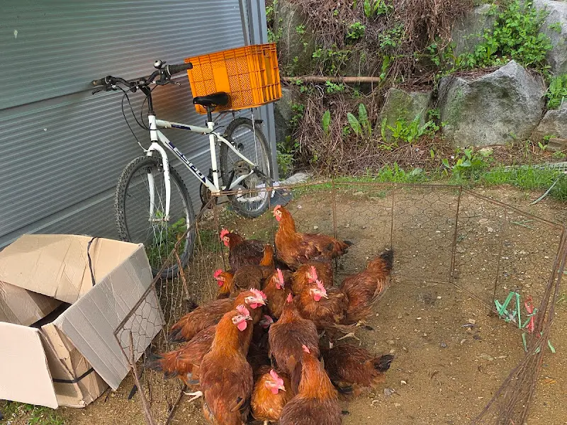 닭들이 자유롭게 뛰어노는 풍경