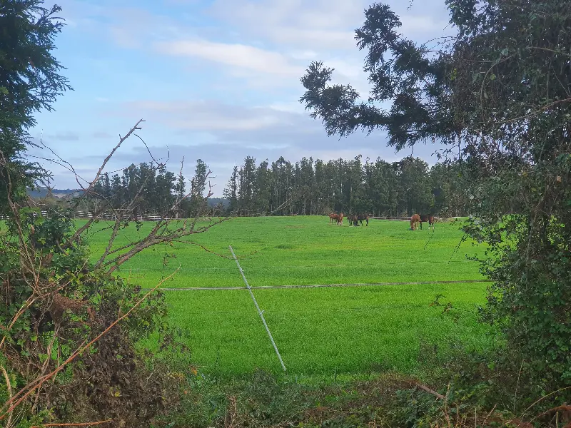 푸른 초원에서 풀을 뜯는 말들의 모습