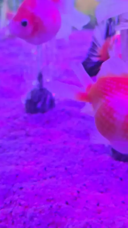 수조 속 금붕어