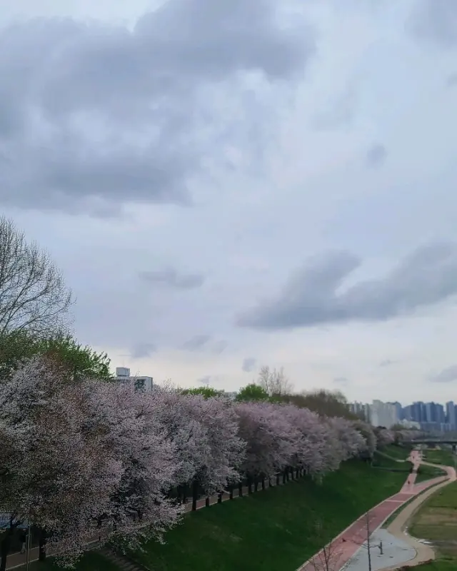 창밖으로 보이는 벚꽃 풍경