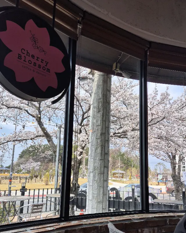 창밖으로 보이는 벚꽃 풍경