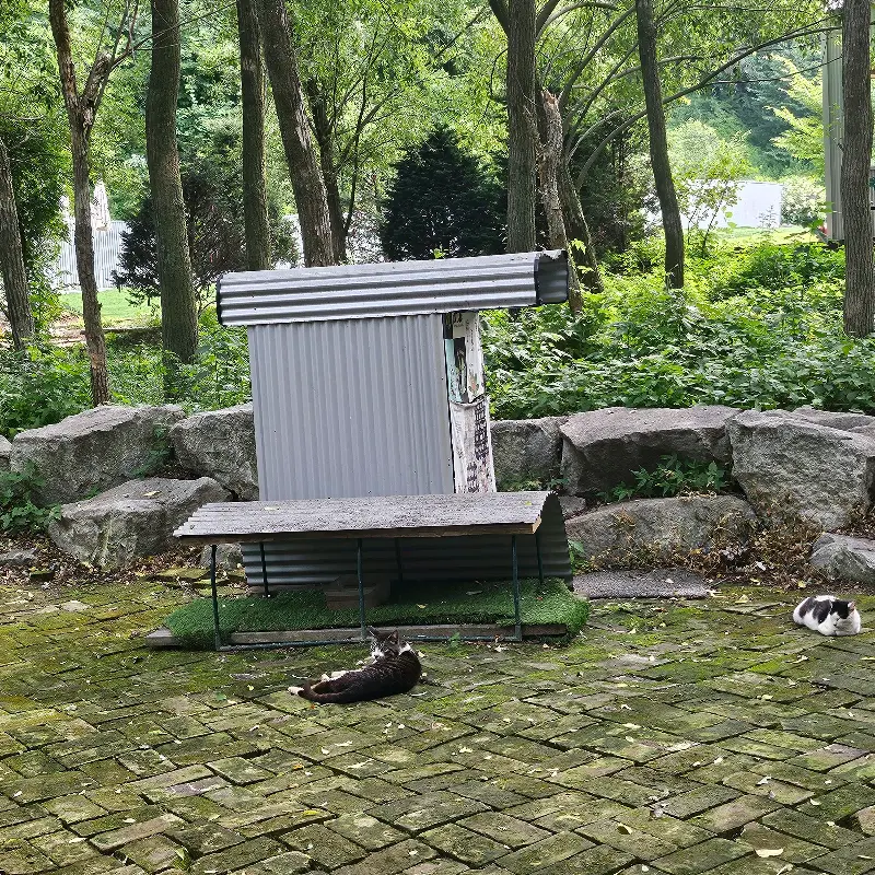 카페 주변에 서식하는 고양이